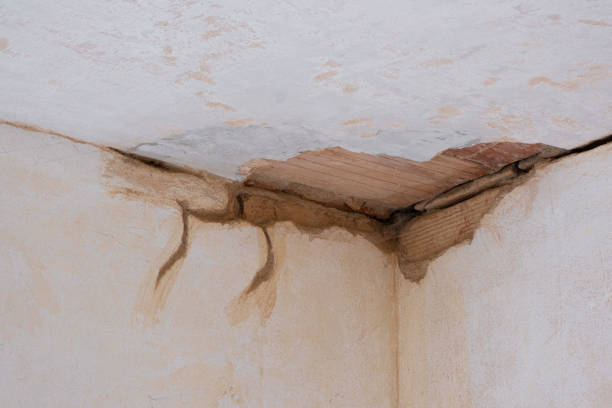 Best Local water damage restoration  in Bear Creek, FL